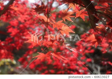 Maple: Autumn leaves: Yamadaike Park: Maple Valley Maple: Autumn leaves: Yamadaike Park: Maple Valley 60613027
