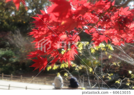 Maple: Autumn leaves: Yamadaike Park: Maple Valley Maple: Autumn leaves: Yamadaike Park: Maple Valley 60613035