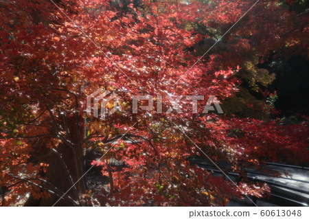 杜鵑花杜鵑花:秋葉:山田池公園:楓谷 杜鵑花杜鵑花:秋葉:山田池公園:楓谷 60613048