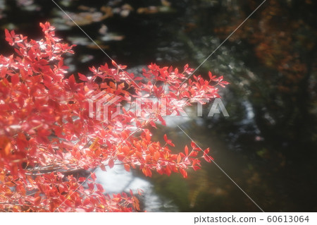 Azalea Azalea: Autumn leaves: Yamadaike Park: Maple Valley Azalea Azalea: Autumn leaves: Yamadaike Park: Maple Valley 60613064
