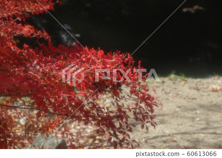 杜鵑花杜鵑花：秋葉：山田池公園：楓谷 60613066