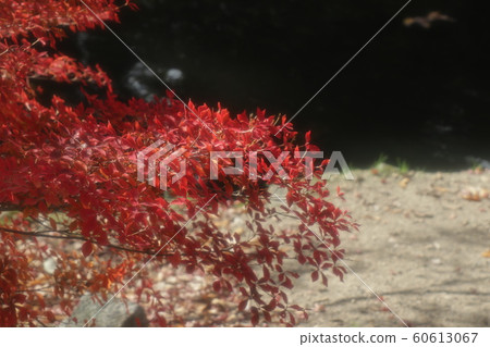 杜鵑花杜鵑花:秋葉:山田池公園:楓谷 杜鵑花杜鵑花:秋葉:山田池公園:楓谷 60613067