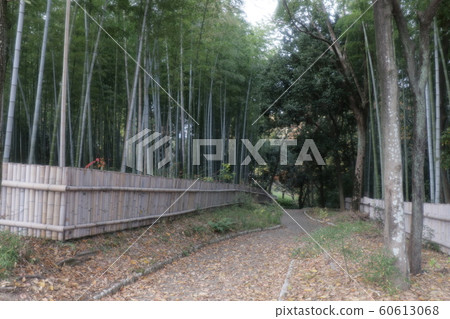 竹林:山田池公園:風景 竹林:山田池公園:風景 60613068