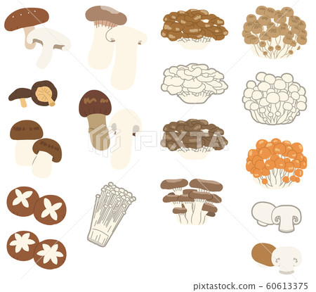 Illustration without main line arranging 17 kinds of mushrooms 60613375