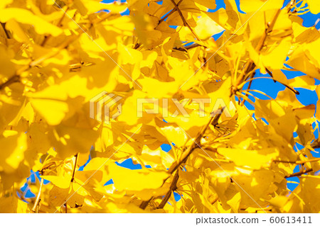 日比谷通行證銀杏葉[東京] 60613411