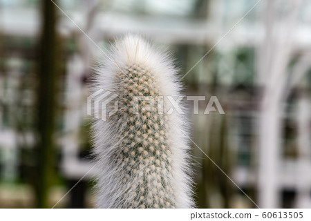 Close up view of Cleistocactus Strausii, commonly known as the silver torch or wooly torch, a cactus native to Argentina and Bolivia 60613505