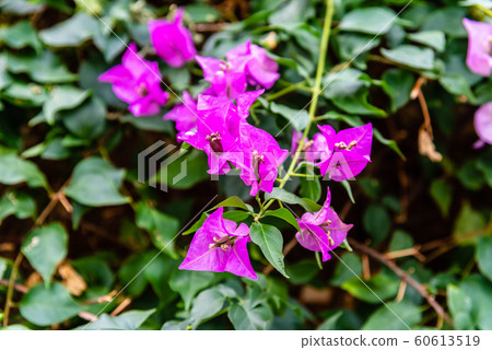 Close up view of Bougainvillea glabra, the lesser bougainvillea or paperflower. 60613519