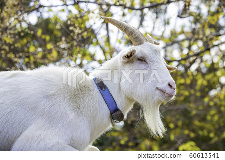 可愛的山羊 60613541