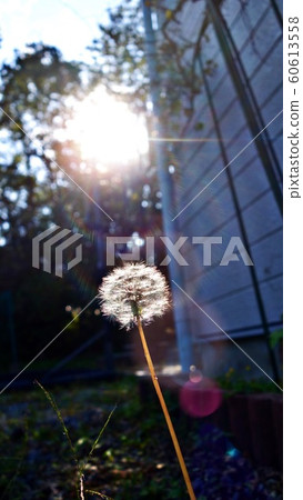 蒲公英和光 60613558