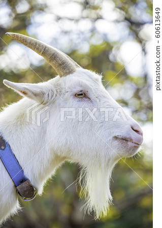 可愛的山羊 可愛的山羊 60613649