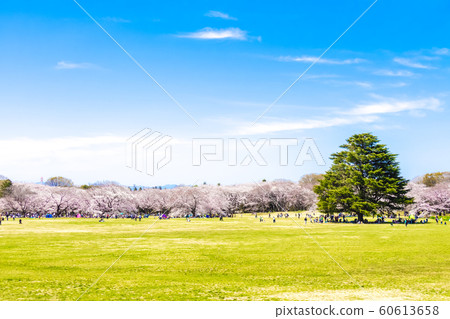 Large park where cherry blossoms bloom 60613658