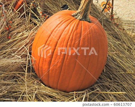 紅皮南瓜 紅皮南瓜 60613707