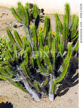 Cactus in Balboa Park. Cactus in Balboa Park. 60613836