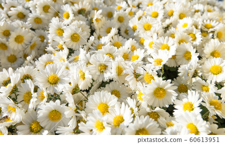 Flowers blooming in winter Flowers blooming in winter 60613951