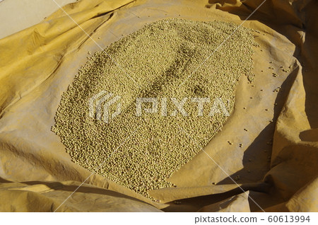 收穫的大豆 收穫的大豆 60613994