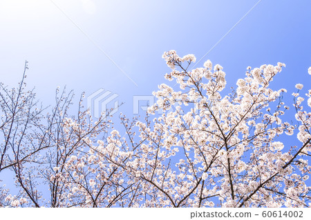  Cherry blossoms and blue sky 60614002
