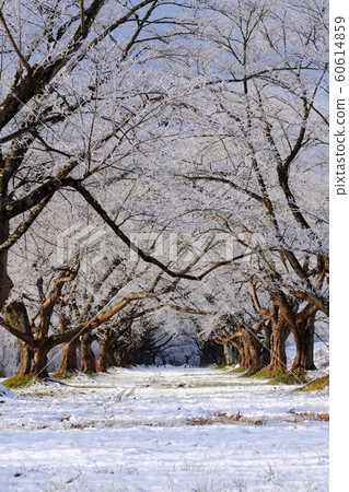 A row of cherry blossom trees in winter, with rime ice in full bloom 60614859