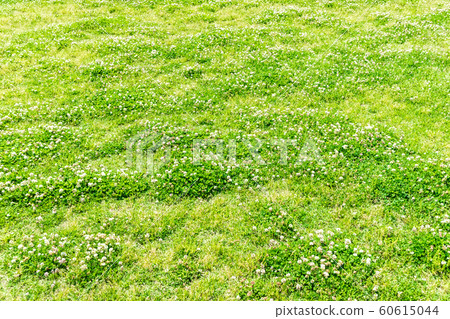 Flowered grassland lawn 60615044