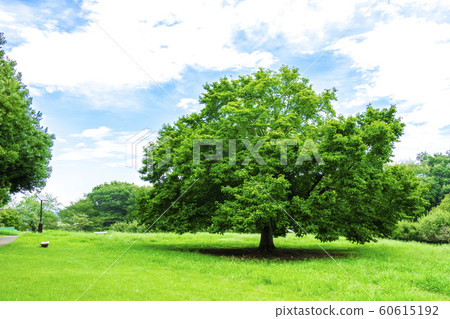 與綠色和藍天的風景 60615192