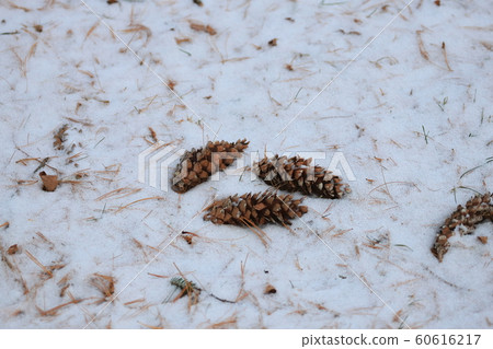 Snow Matsubokuri Matsuba Winter Forest Snow Matsubokuri Matsuba Winter Forest 60616217
