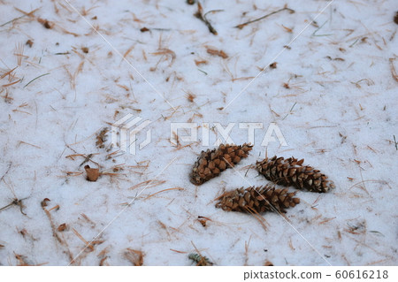 Snow Matsubokuri Matsuba Winter Forest 60616218