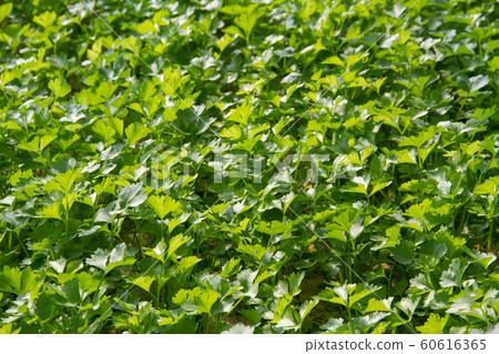 coriander background nature 60616365