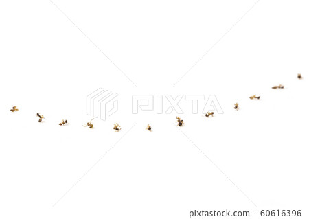 The ants dead body line up in curve after pest The ants dead body line up in curve after pest 60616396