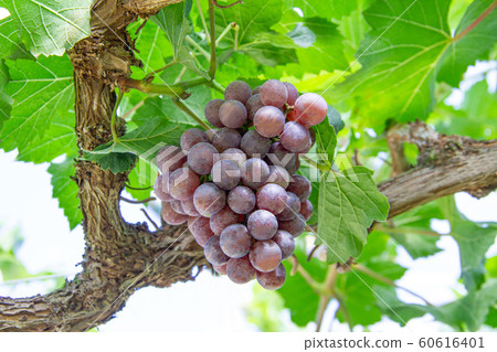 bunch of red grapes 60616401