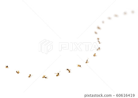A dead of ants in queue line up in s curve form by 60616419