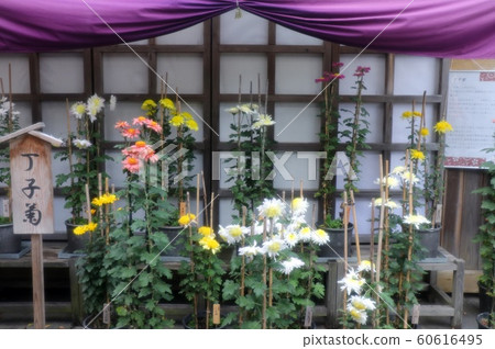 古典菊花展:佐賀菊花:丁香菊花:懸崖菊花:江戶菊花:盆景菊花 古典菊花展:佐賀菊花:丁香菊花:懸崖菊花:江戶菊花:盆景菊花 60616495