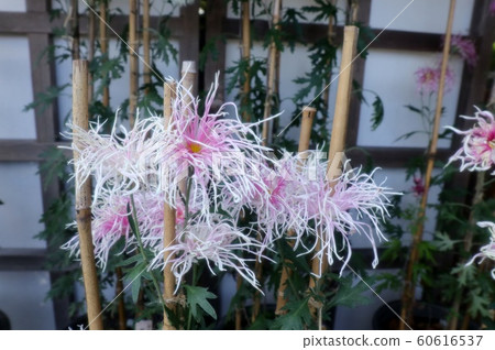 古典菊花展：佐賀菊花：丁香菊花：懸崖菊花：江戶菊花：盆景菊花 60616537