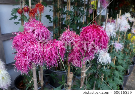 Classical chrysanthemum exhibition: Saga chrysanthemum: Clove chrysanthemum: Suspended cliff chrysanthemum: Edo chrysanthemum: Bonsai chrysanthemum Classical chrysanthemum exhibition: Saga chrysanthemum: Clove chrysanthemum: Suspended cliff chrysanthemum: Edo chrysanthemum: Bonsai chrysanthemum 60616539