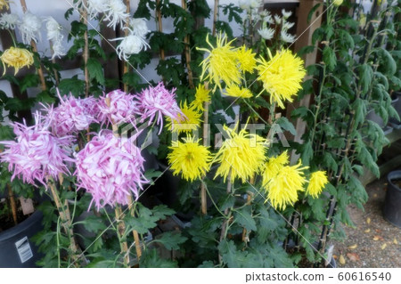 古典菊花展：佐賀菊花：丁香菊花：懸崖菊花：江戶菊花：盆景菊花 60616540