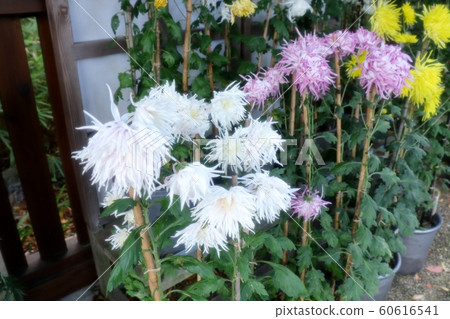 古典菊花展：佐賀菊花：丁香菊花：懸崖菊花：江戶菊花：盆景菊花 60616541