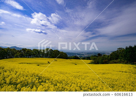 Sannokura Takahara Flower Field Sannokura Takahara Flower Field 60616613