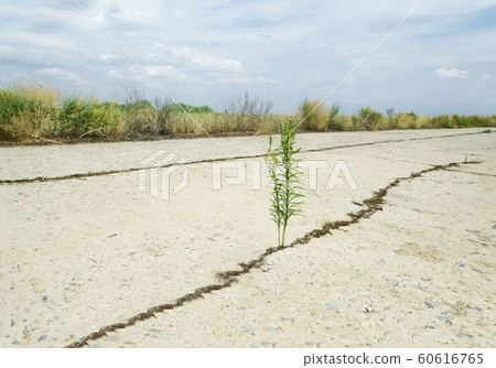 small green sprout on a concrete road small green sprout on a concrete road 60616765