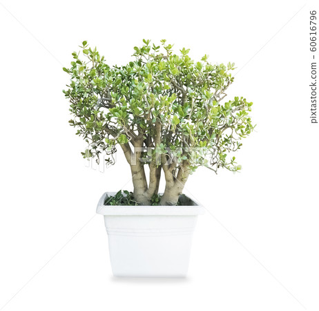 Big old money tree Crassula ovata in the pot 60616796