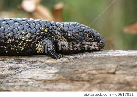 Shingleback also known as Tiliqua rugosa 60617031