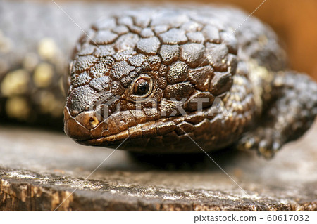 Shingleback also known as Tiliqua rugosa 60617032