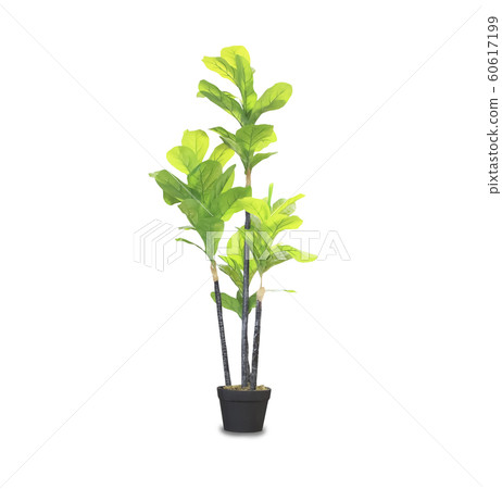 Big dracaena palm in a pot isolated over white Big dracaena palm in a pot isolated over white 60617199