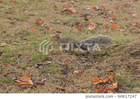 落葉間的小森林居民松鼠 60617247