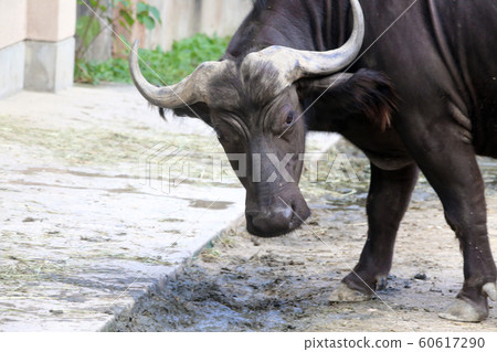 African buffalo 60617290