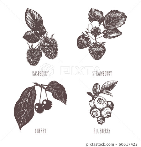 Collection of berries sketch hand drawing.  60617422
