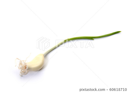發芽的大蒜 60618710
