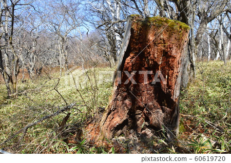 A decaying stump in a birch forest (Nikko / Senjogahara / Nikko City, Tochigi Prefecture) 60619720