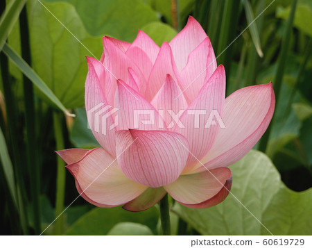 Lotus Lotus 60619729