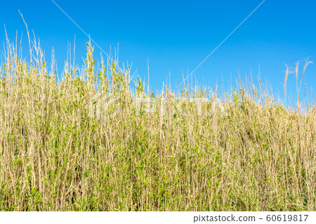 Nature image 60619817
