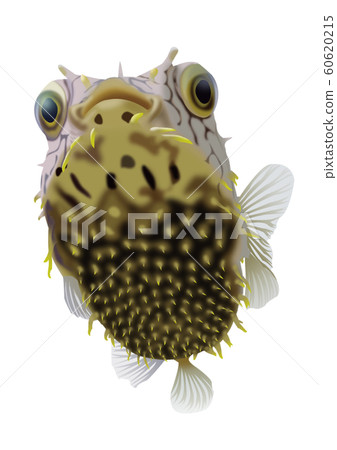 Web bar fish Web bar fish 60620215
