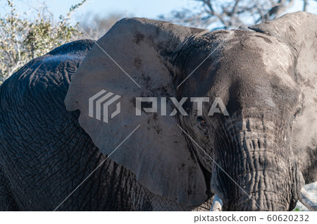 Closeup of an African Elephant Passing By 60620232
