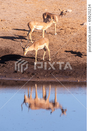 Impalas drinking from a waterhole 60620234